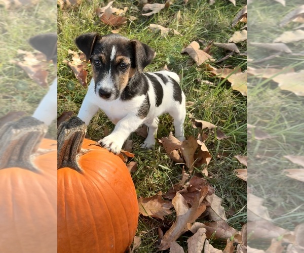 Medium Photo #2 Jack Russell Terrier Puppy For Sale in FREEMAN, MO, USA