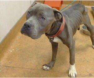 American Pit Bull Terrier Dogs for adoption in Sacramento, CA, USA