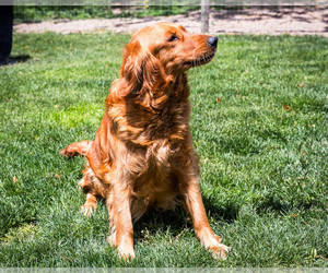 Mother of the Golden Retriever puppies born on 06/08/2026