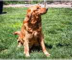 Small Photo #1 Golden Retriever Puppy For Sale in WAKARUSA, IN, USA