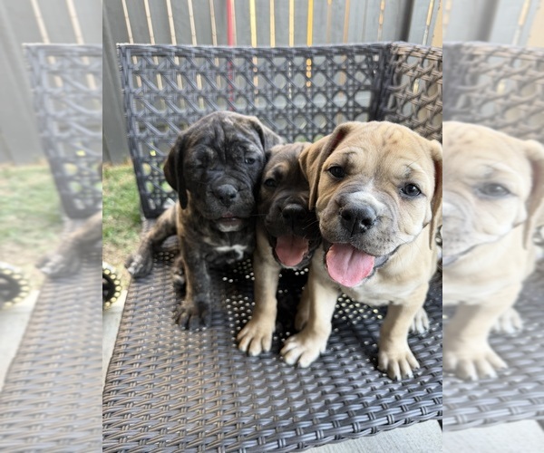Medium Photo #1 Cane Corso-Mastiff Mix Puppy For Sale in NEW CANEY, TX, USA