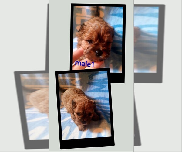Medium Photo #3 Morkie-Yorkshire Terrier Mix Puppy For Sale in WOBURN, MA, USA