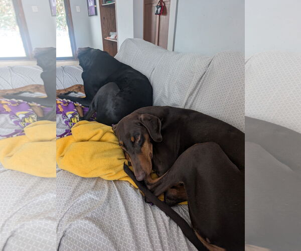 Medium Photo #4 Doberman Pinscher Puppy For Sale in Minneaoplis, MN, USA