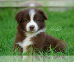 Small Photo #1 Miniature Australian Shepherd Puppy For Sale in HOUSTON, TX, USA