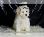 Small Photo #81 Maltipoo (Miniature) Puppy For Sale in WARSAW, IN, USA