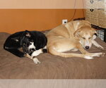 Small #4 Labrador Retriever Mix