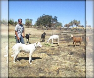 Central Asian Shepherd Dog Dogs for adoption in OROVILLE, CA, USA