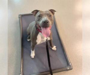 Medium American Pit Bull Terrier Mix