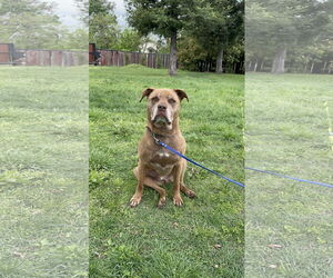 Labrador Retriever-Staffordshire Bull Terrier Mix Dogs for adoption in Chico, CA, USA