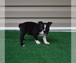 Small Photo #5 Boston Terrier Puppy For Sale in MACON, GA, USA