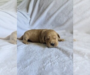 Golden Retriever Puppy for sale in WILLIAMSTOWN, KY, USA