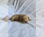 Image preview for Ad Listing. Nickname: Hank