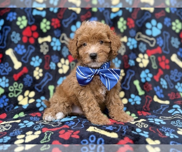 Medium Photo #1 Cavapoo (Miniature) Puppy For Sale in LAKELAND, FL, USA