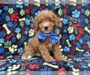 Cavapoo (Miniature) Puppy for sale in LAKELAND, FL, USA