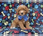 Artie - Male Cavapoo (Miniature) Puppy for Sale - Small photo