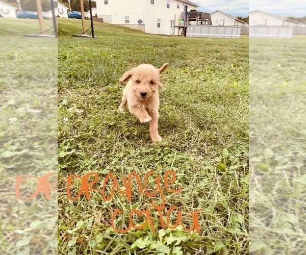 Medium Photo #70 Goldendoodle Puppy For Sale in WEST PLAINS, MO, USA