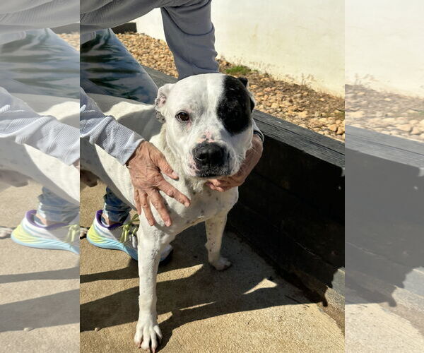 Medium Photo #4 American Bulldog-Labrador Retriever Mix Puppy For Sale in Atlanta, GA, USA