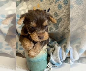 Yorkshire Terrier Puppy for sale in SALUDA, SC, USA