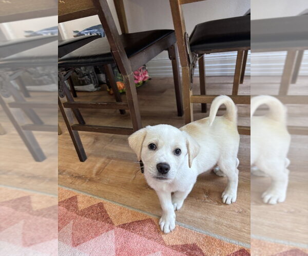 Medium Photo #3 Golden Pyrenees Puppy For Sale in Brooklyn, NY, USA