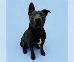 Small #1 Mutt
