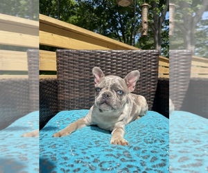 French Bulldog Puppy for sale in CUMMING, GA, USA