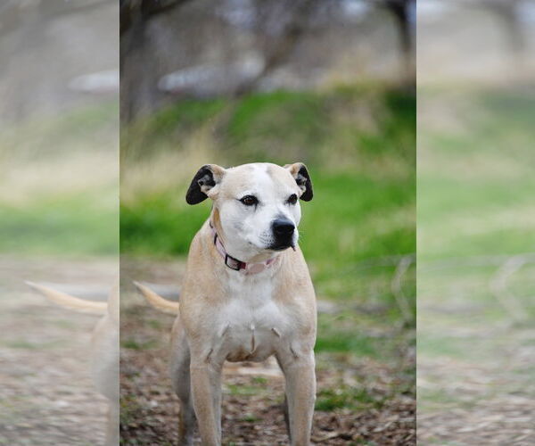 Medium Photo #8 American Pit Bull Terrier-Unknown Mix Puppy For Sale in Sandy, UT, USA