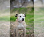 Small #7 American Pit Bull Terrier Mix