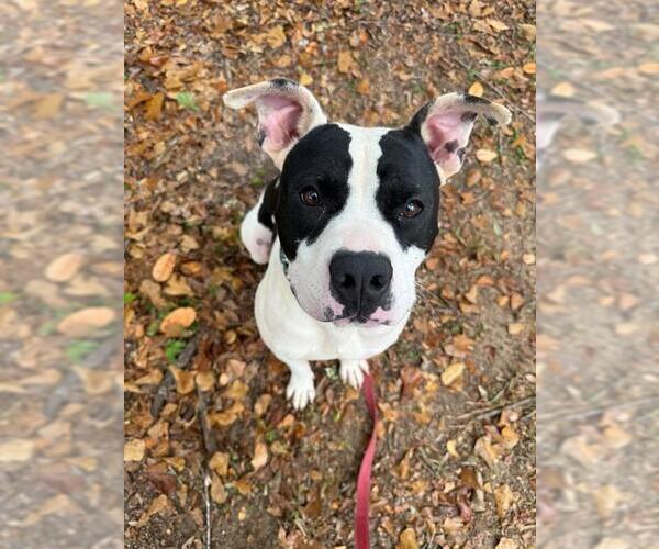 Medium Photo #3 American Staffordshire Terrier Puppy For Sale in Tallahassee, FL, USA