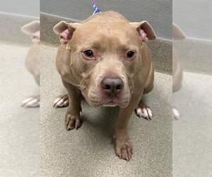 Mutt Dogs for adoption in Las Vegas, NV, USA