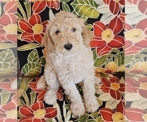 Goldendoodle Puppy for Sale in SHOW LOW, Arizona USA