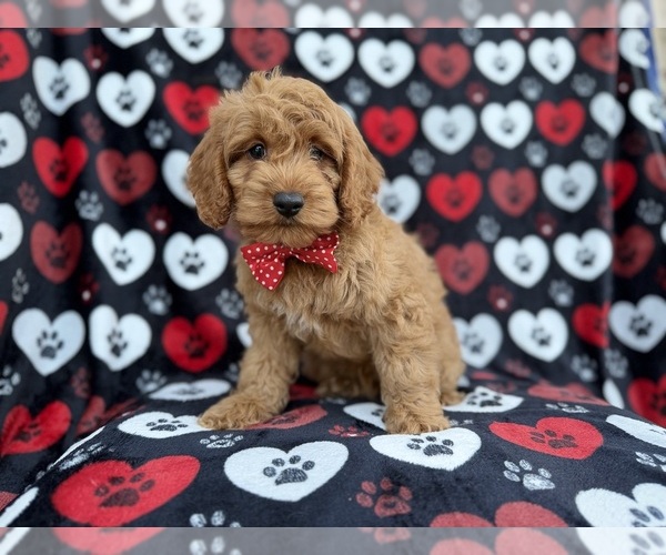 Medium Photo #7 Cock-A-Poo Puppy For Sale in LAKELAND, FL, USA