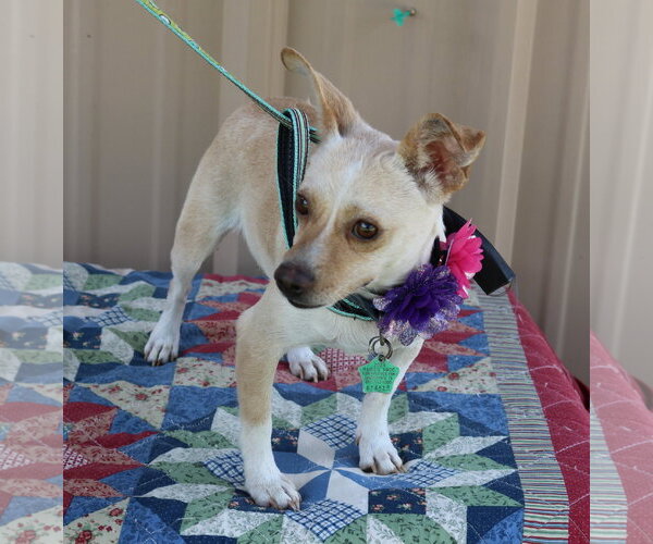 Medium Photo #2 Chihuahua Puppy For Sale in Bandera, TX, USA