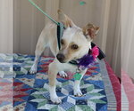 Small #1 Chihuahua