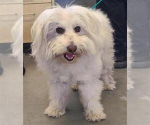 Maltese-Poodle (Standard) Mix Dogs for adoption in Camarillo, CA, USA