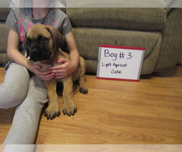 Medium Photo #13 Mastiff Puppy For Sale in FARMERVILLE, LA, USA