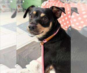 Chihuahua-Unknown Mix Dogs for adoption in Woodland, CA, USA