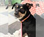 Small Chihuahua Mix