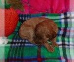 Small #6 Poodle (Standard)