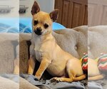 Small Photo #4 Chihuahua Puppy For Sale in Fairfax, VA, USA