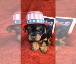 Small #4 Yorkshire Terrier