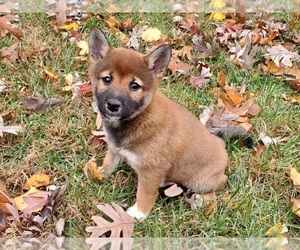 Shiba Inu Puppy for sale in CLARK, MO, USA