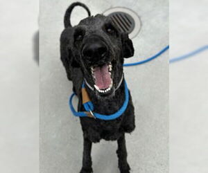 Poodle (Standard) Dogs for adoption in Salinas, CA, USA