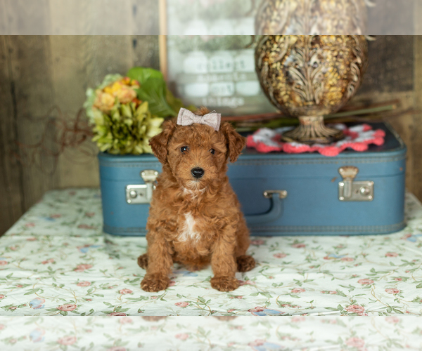 Medium Photo #26 Miniature Labradoodle Puppy For Sale in NAPPANEE, IN, USA