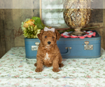 Small Photo #26 Miniature Labradoodle Puppy For Sale in NAPPANEE, IN, USA