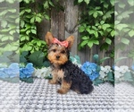 Small #1 Yorkshire Terrier