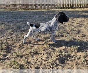 Medium German Shorthaired Pointer