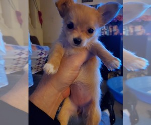 Chihuahua Puppy for sale in POTTSVILLE, PA, USA