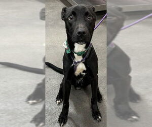 Labrador Retriever-Unknown Mix Dogs for adoption in Forestville, MD, USA