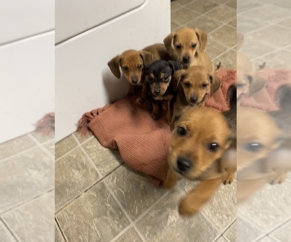 Medium Photo #6 Beagle-Chiweenie Mix Puppy For Sale in FAIRBORN, OH, USA