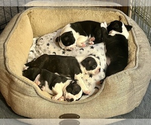 Boston Terrier Litter for sale in SNOHOMISH, WA, USA